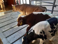 Bik, Simmental cattle — fotografija 1