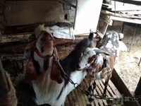 بز ماده, Beetal goats — عکس 5