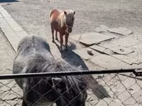 Kuda betina, Horses — foto 3