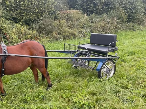 Hengst, Pferde