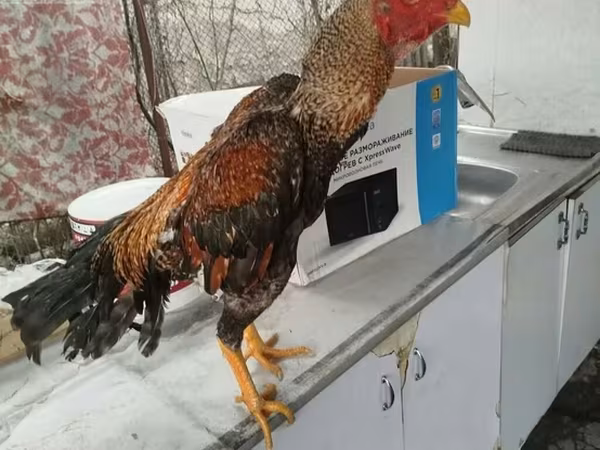 Chickens