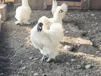 सिल्की — फ़ोटो 2