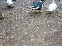 Ducks — الصورة 1