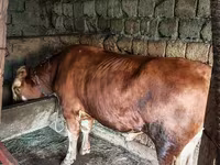 ষাঁড়, Simmental cattle — ছবি 2