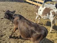 Krava, Simmental cattle — fotografija 3