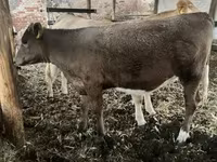 วัวตัวเมีย, Charolais cattle — รูปภาพ 3