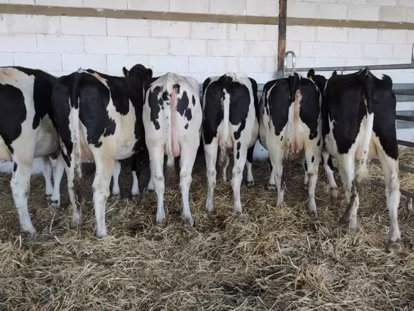 İnek, Holstein ırkı