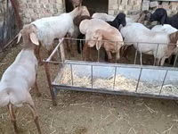 Beran, Arashan sheep — foto 1