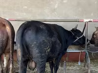 Byk, Bydło — zdjęcie 1