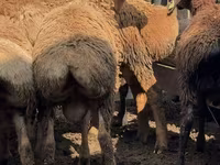 Beran, Arashan sheep — foto 5
