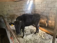 암소, Swiss cattle — 사진 1