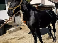 Cavalo, Nonius horse — foto 3