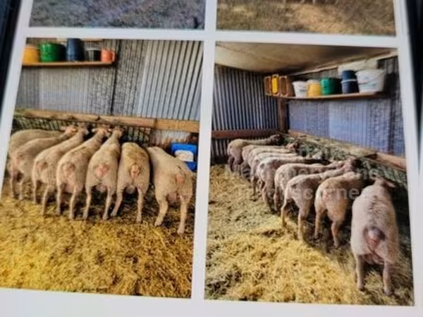 Ram, Charollais sheep