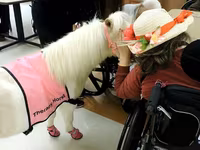 Cavalla, Miniature horse — foto 6