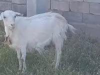 Dê cái, Saanen goat — ảnh 4