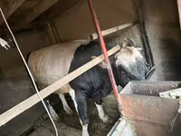 Býk, Russian Black pied cattle — foto 1