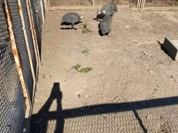 Guinea fowl