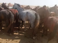 مادیان, Horse breed — عکس 3