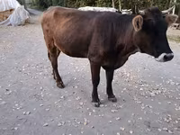 Mucca, Swiss cattle — foto 1
