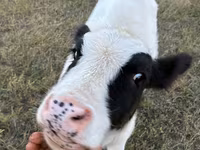 ላም, Simmental cattle — ፎቶ 2