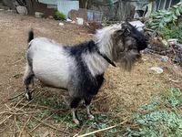 Billy Goat, Goats — photo 1