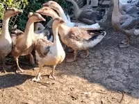 Geese — تصویر 4