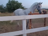 Kobyła, Orlov Trotter — zdjęcie 3