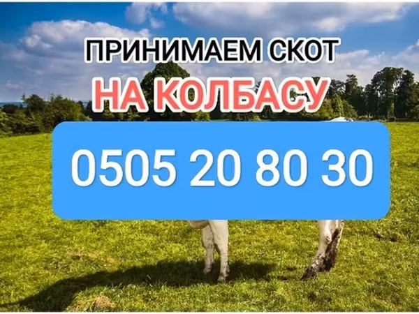 Cattle