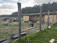 Pecora, Romanov sheep — foto 6