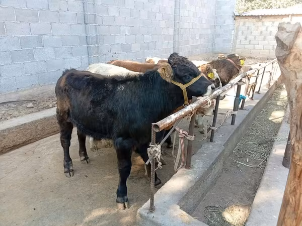 Ng'ombe dume, Swiss cattle