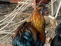 Chickens — foto 3