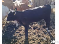 Mucca, Aberdeen Angus — foto 1