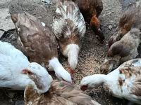Ducks — الصورة 2