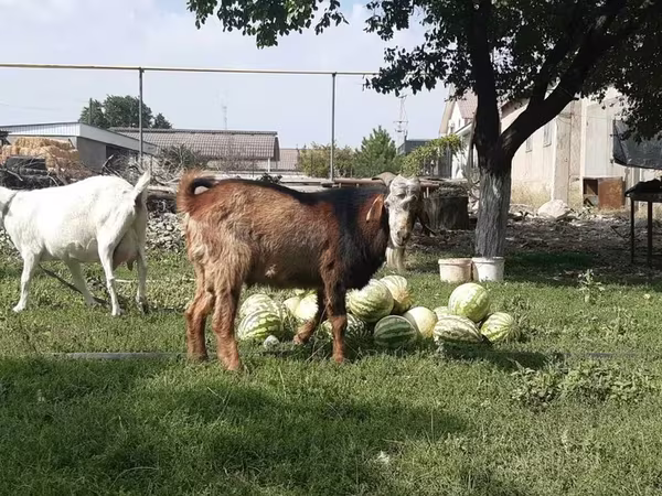 Capră, Nubian Goat