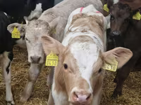 Býk, Simmental cattle — foto 4