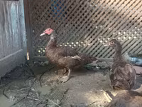 Ducks — عکس 3
