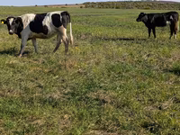گاو ماده, Simmental cattle — عکس 5