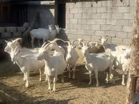 بز ماده, Saanen goat — عکس 2