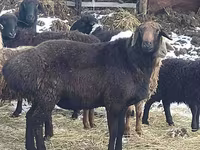 Beran, Hissar sheep — foto 2