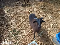 Қӯчқор, Cameroon sheep — акс 2