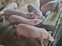 Doofaar lab, Pigs — sawirka 4