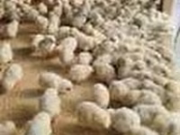 Chickens — عکس 6