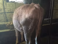 Sapi, Holstein breed — foto 5