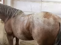 Hingst, Heste — foto 3