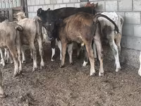 सांड, एबरडीन - एंगस — फ़ोटो 6