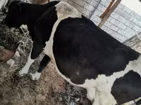 Krava, Russian Black pied cattle — fotografija 1