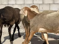 Beran, Arashan sheep — foto 3