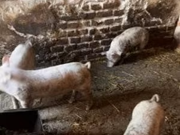 Pigs (batch, sex not specified), Pigs
