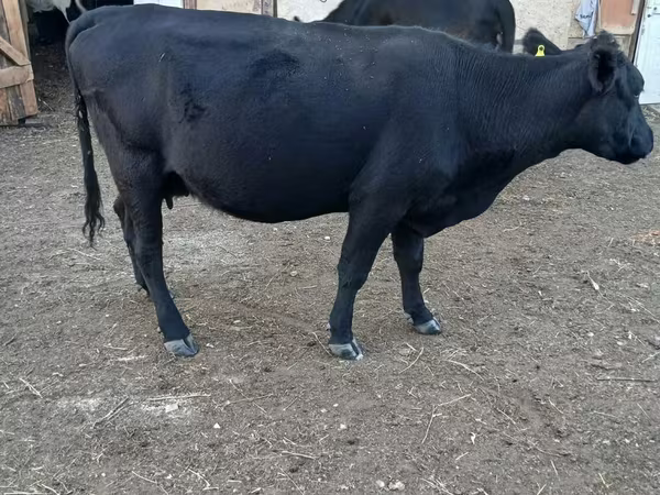 Koe, Aberdeen-Angus