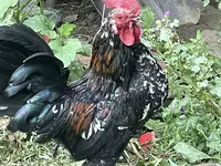 Japansk Bantam — foto 4